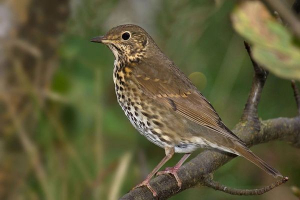 Дрозд певчий (Turdus philomelos)