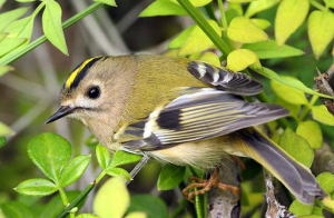 Королек желтоголовый (Regulus regulus)